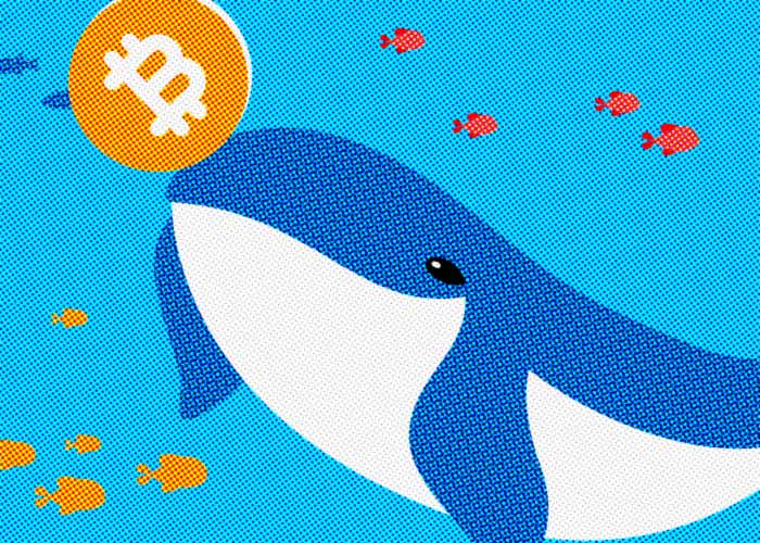 Las ballenas de Bitcoin y el resto de los moradores del “criptomar”
