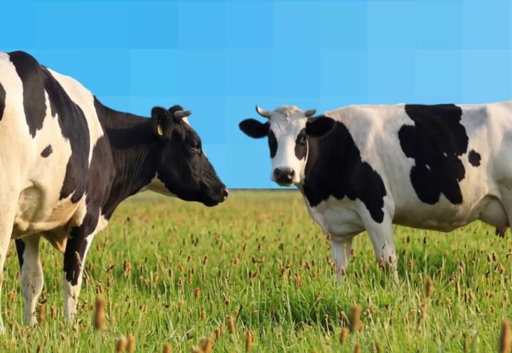 Tokenized Cattle Used to Secure Bank Loan in Brazil